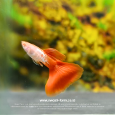 Albino Galaxy Red Tail (1)